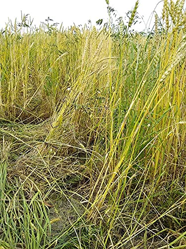 Amazon.co.jp: 小麦 玄麦 自然栽培(農薬不使用 化学肥料不使用) 900g